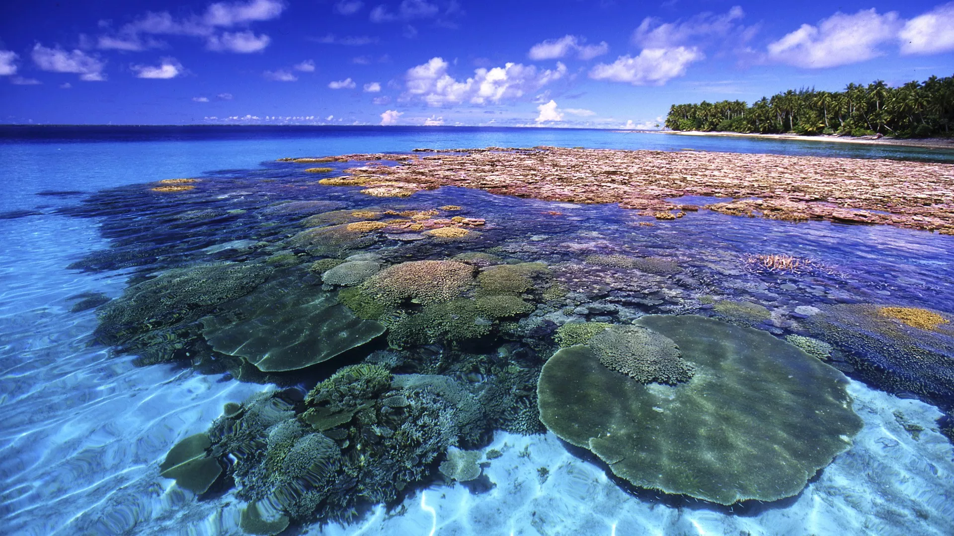 coral reef wallpapers 17